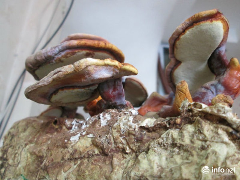 Vài triệu mỗi chậu nấm linh chi thế độc, lạ chơi Tết - ảnh 9