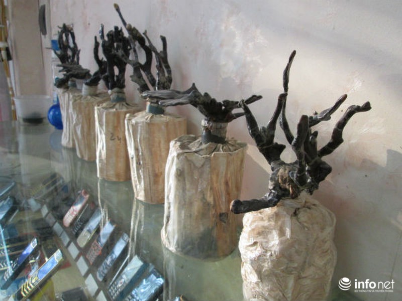 Vài triệu mỗi chậu nấm linh chi thế độc, lạ chơi Tết - ảnh 13