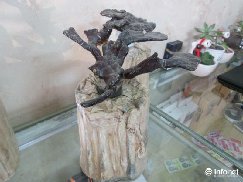 Vài triệu mỗi chậu nấm linh chi thế độc, lạ chơi Tết - ảnh 14