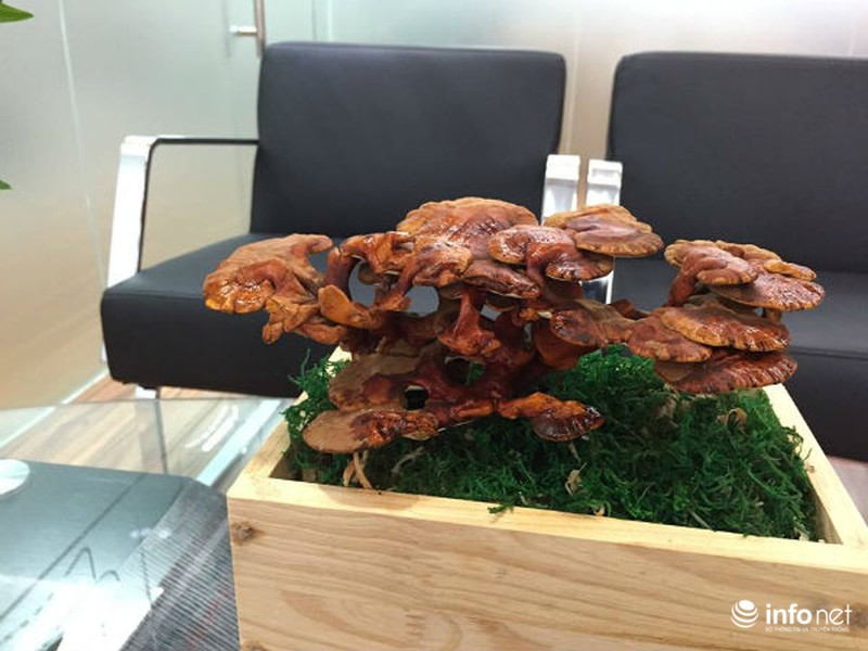 Vài triệu mỗi chậu nấm linh chi thế độc, lạ chơi Tết - ảnh 5