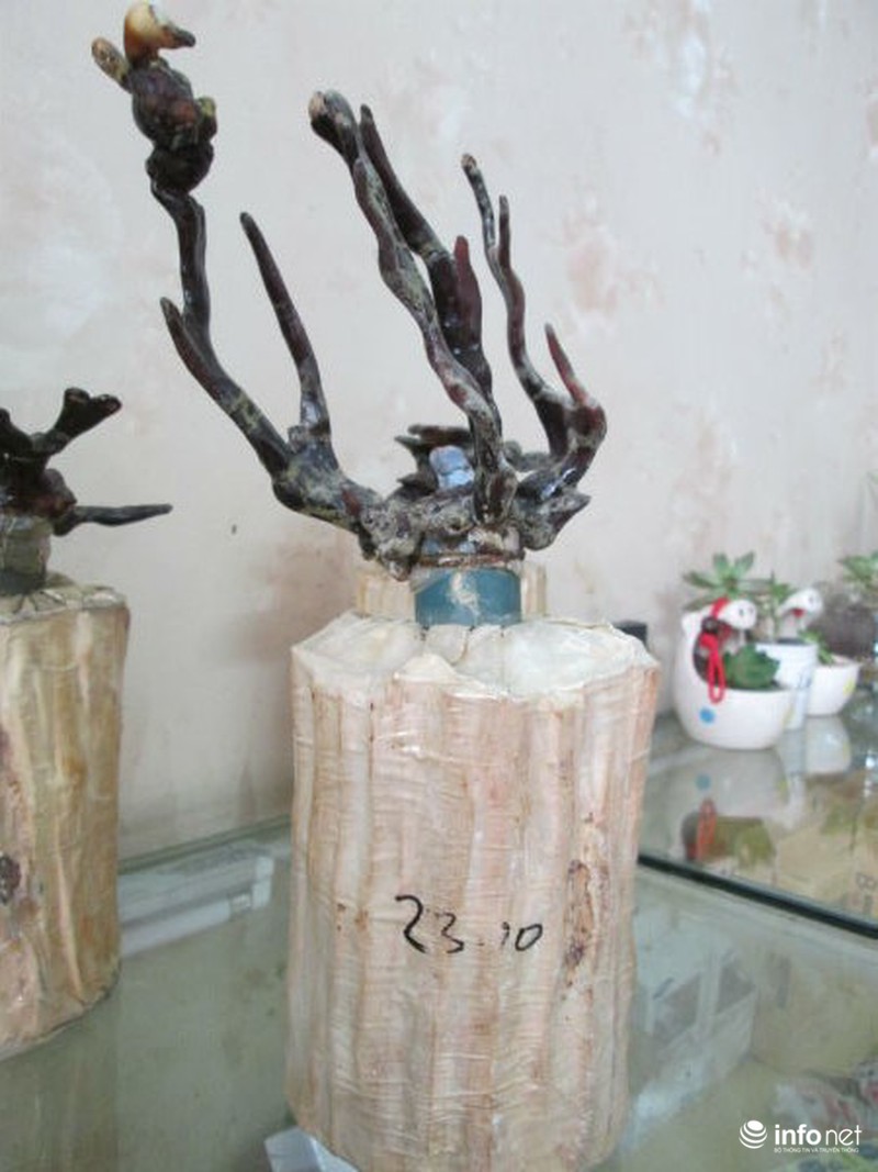 Vài triệu mỗi chậu nấm linh chi thế độc, lạ chơi Tết - ảnh 15