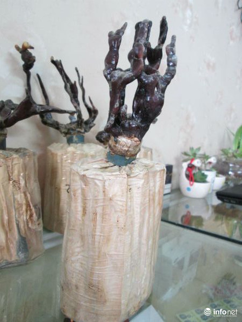 Vài triệu mỗi chậu nấm linh chi thế độc, lạ chơi Tết - ảnh 16