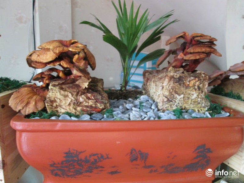 Vài triệu mỗi chậu nấm linh chi thế độc, lạ chơi Tết - ảnh 6