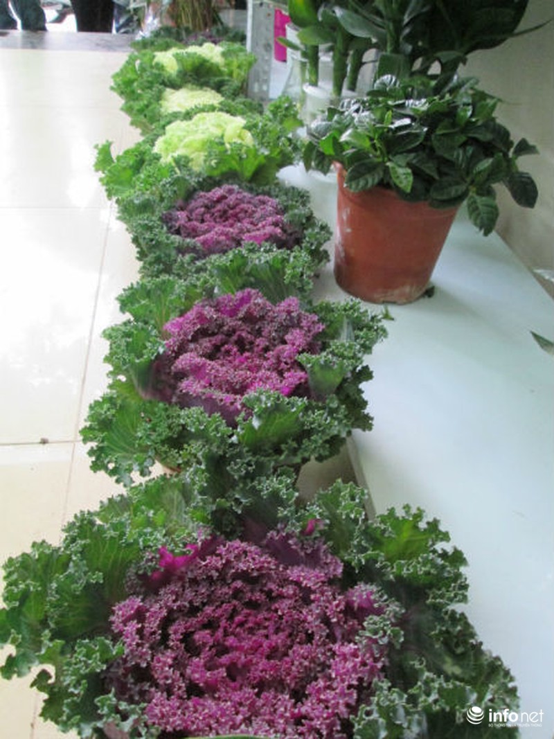 Cải bắp, cải củ