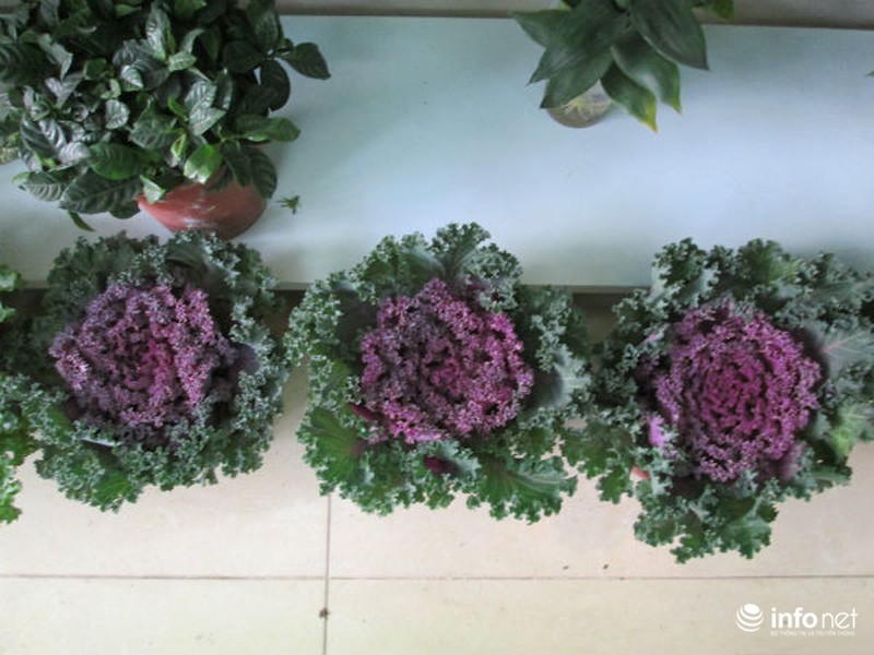 Cải bắp, cải củ