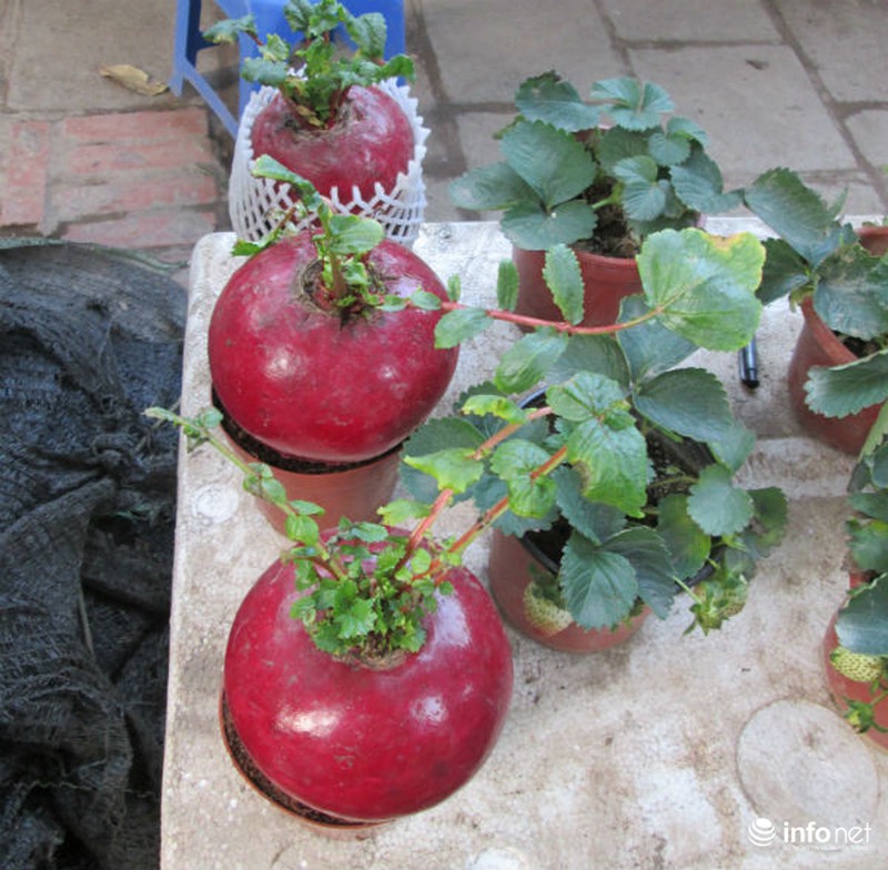 Cải bắp, cải củ