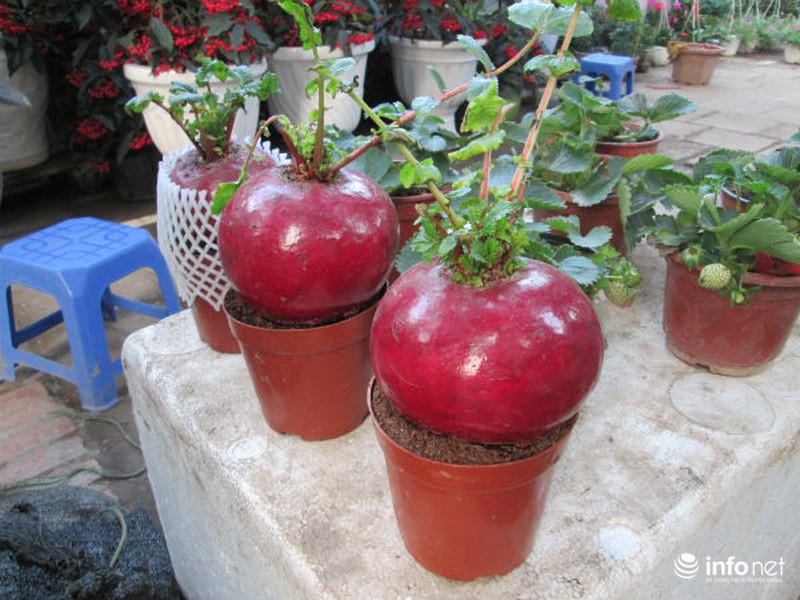 Cải bắp, cải củ