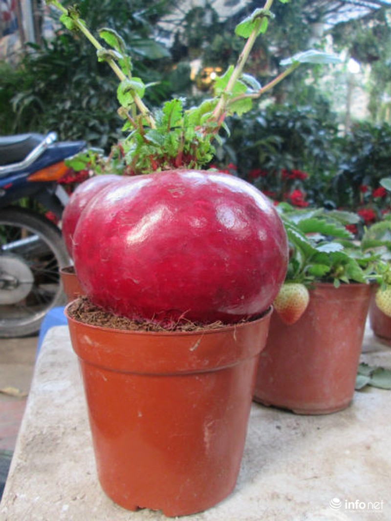 Cải bắp, cải củ