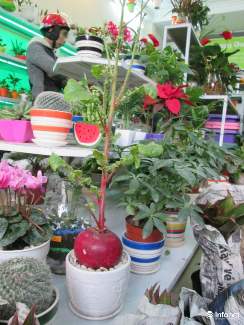 Cải bắp, cải củ