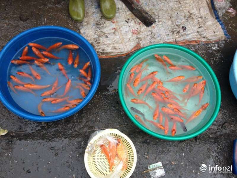 Chợ nghẹt người mua sắm tất bật tiễn ông Công ông Táo - ảnh 5