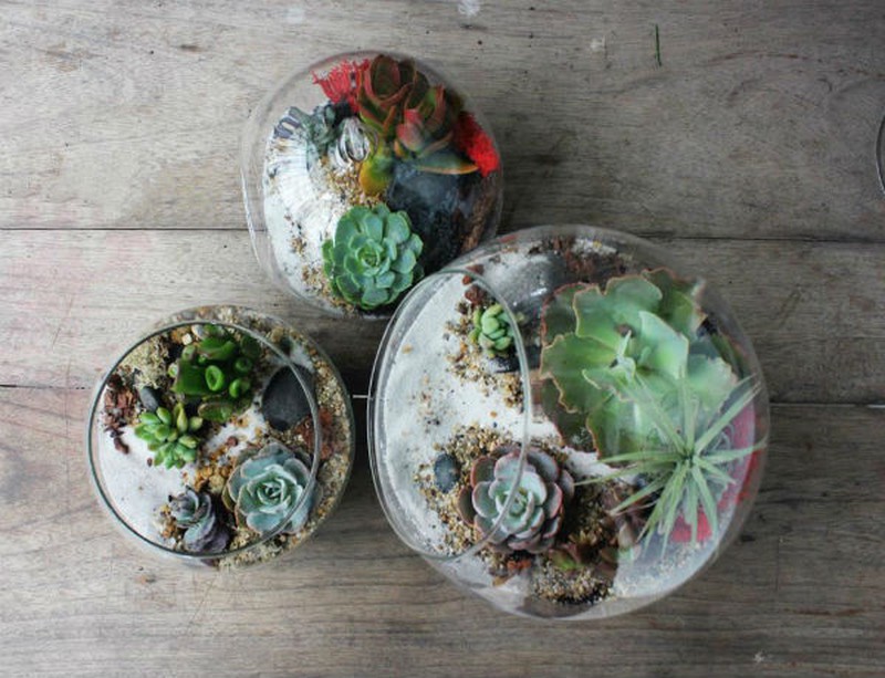 Nữ kiến trúc sư bỏ việc nhà nước, kiếm 40 triệu/tháng từ cây cảnh mini - ảnh 3