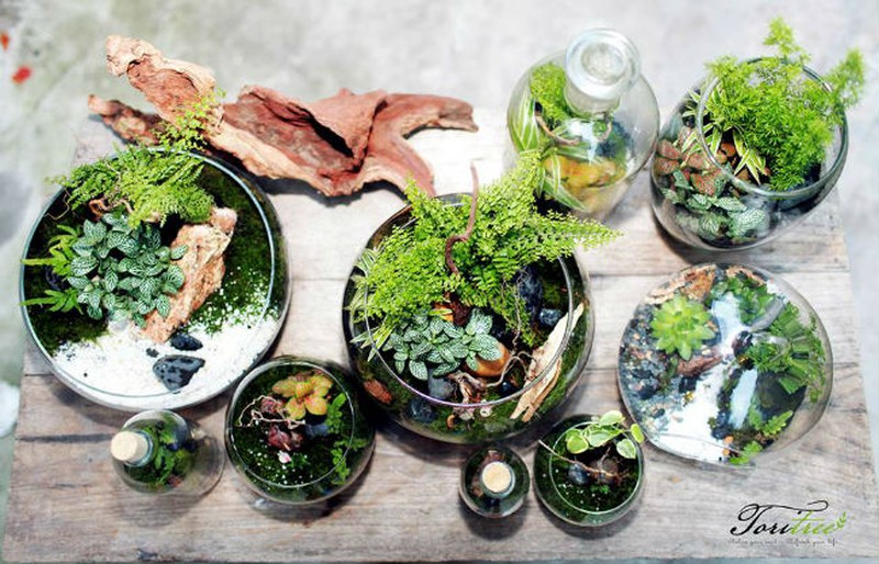 Nữ kiến trúc sư bỏ việc nhà nước, kiếm 40 triệu/tháng từ cây cảnh mini - ảnh 15