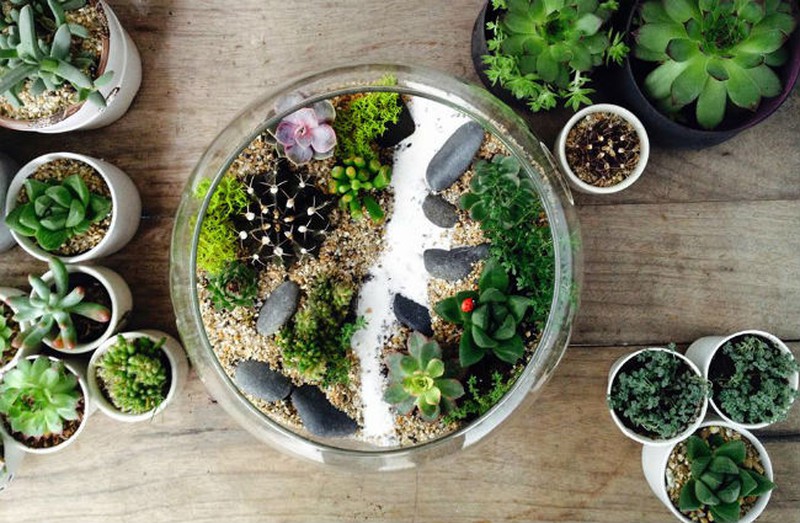 Nữ kiến trúc sư bỏ việc nhà nước, kiếm 40 triệu/tháng từ cây cảnh mini - ảnh 14