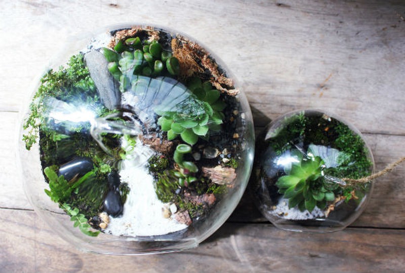 Nữ kiến trúc sư bỏ việc nhà nước, kiếm 40 triệu/tháng từ cây cảnh mini - ảnh 5