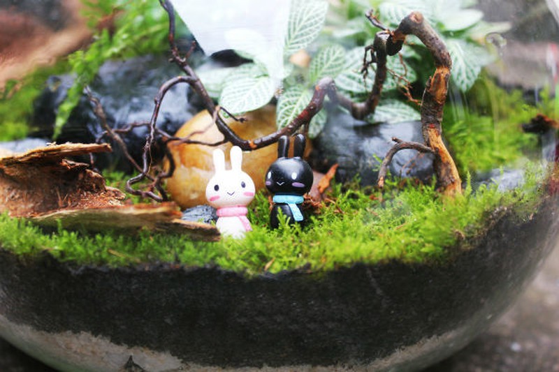 Nữ kiến trúc sư bỏ việc nhà nước, kiếm 40 triệu/tháng từ cây cảnh mini - ảnh 6