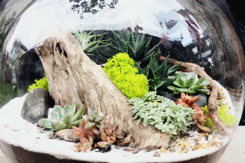 Nữ kiến trúc sư bỏ việc nhà nước, kiếm 40 triệu/tháng từ cây cảnh mini - ảnh 7