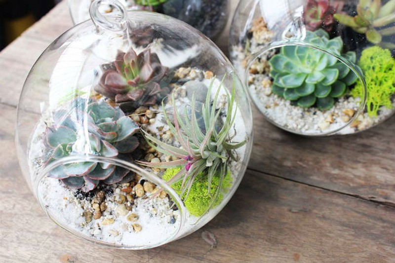 Nữ kiến trúc sư bỏ việc nhà nước, kiếm 40 triệu/tháng từ cây cảnh mini - ảnh 9