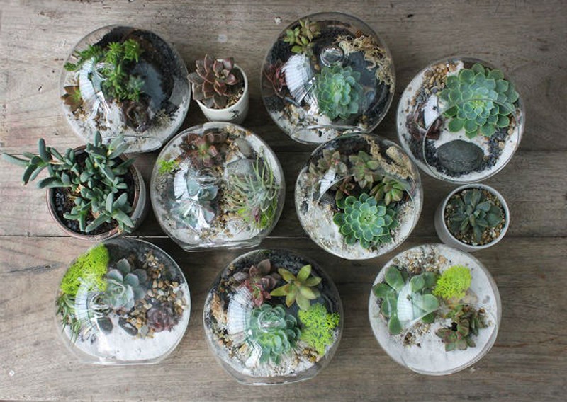 Nữ kiến trúc sư bỏ việc nhà nước, kiếm 40 triệu/tháng từ cây cảnh mini - ảnh 10