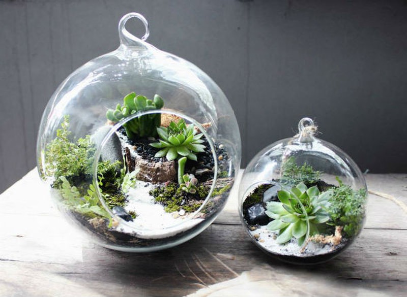 Nữ kiến trúc sư bỏ việc nhà nước, kiếm 40 triệu/tháng từ cây cảnh mini - ảnh 1