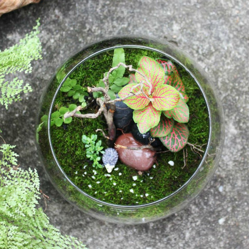 Nữ kiến trúc sư bỏ việc nhà nước, kiếm 40 triệu/tháng từ cây cảnh mini - ảnh 11