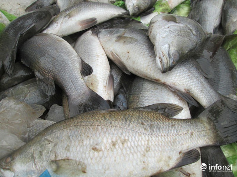 Người Hà Nội chung tay