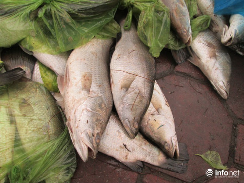 Người Hà Nội chung tay