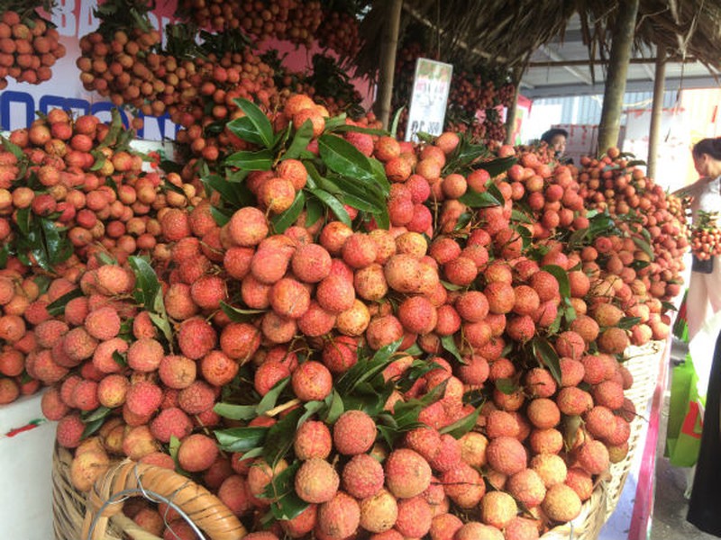 Vải thiều Lục Ngạn chính hiệu đã có mặt tại Hà Nội - ảnh 3