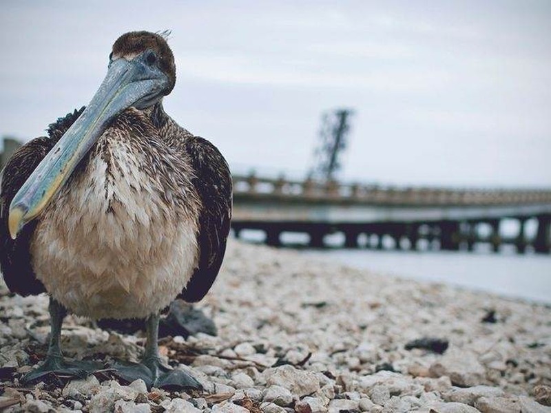 Mỏi mắt với 10 cây cầu dài nhất thế giới - ảnh 7