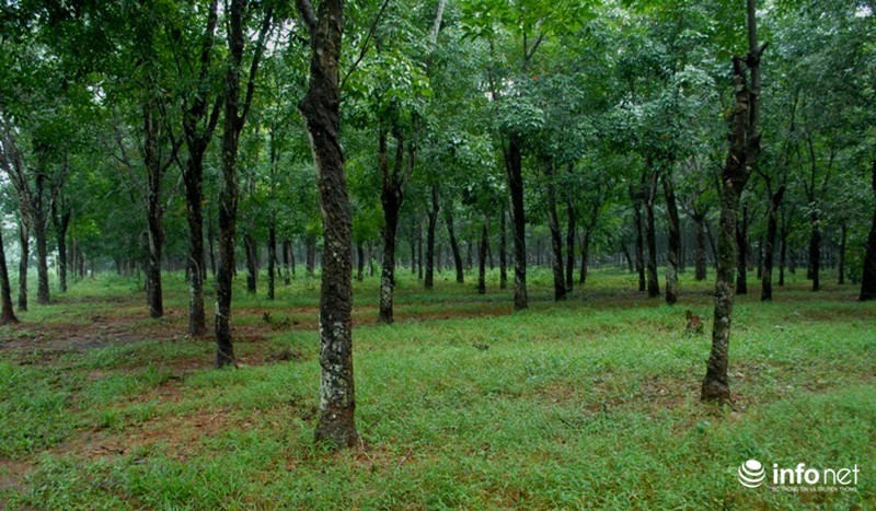 Toàn cảnh quy hoạch sân bay Long Thành tương lai và khu đất hiện tại - ảnh 8