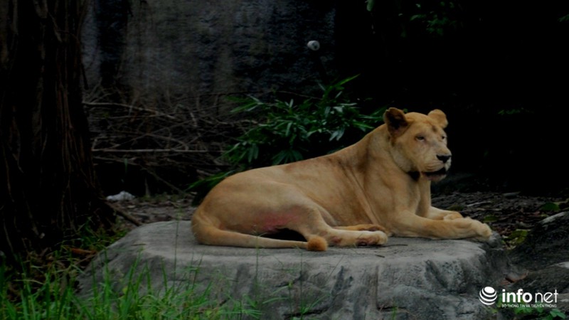 Tình bạn lạ lùng giữa hổ và chó trong khu du lịch Đại Nam - ảnh 9