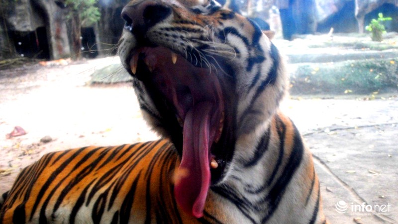 Tình bạn lạ lùng giữa hổ và chó trong khu du lịch Đại Nam - ảnh 5