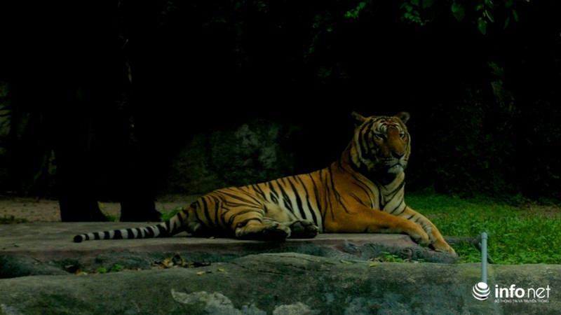 Tình bạn lạ lùng giữa hổ và chó trong khu du lịch Đại Nam - ảnh 7