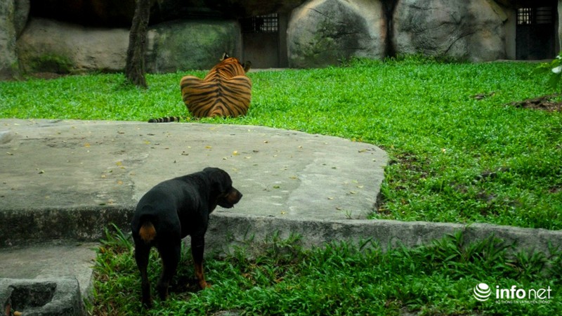 Tình bạn lạ lùng giữa hổ và chó trong khu du lịch Đại Nam
