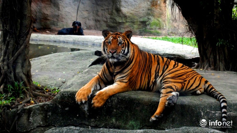 Tình bạn lạ lùng giữa hổ và chó trong khu du lịch Đại Nam - ảnh 1