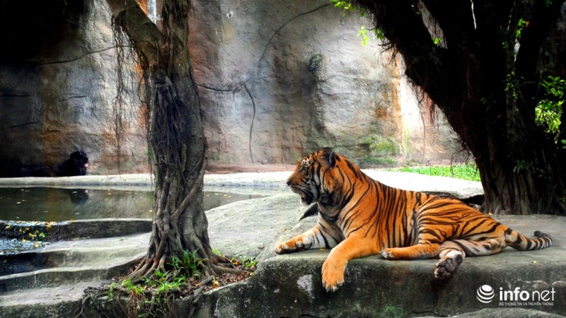 Tình bạn lạ lùng giữa hổ và chó trong khu du lịch Đại Nam - ảnh 3