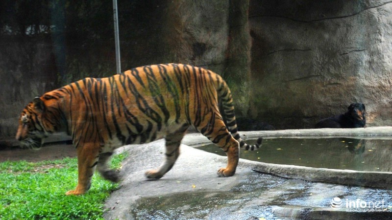 Tình bạn lạ lùng giữa hổ và chó trong khu du lịch Đại Nam - ảnh 4