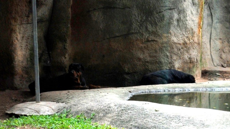 Tình bạn lạ lùng giữa hổ và chó trong khu du lịch Đại Nam - ảnh 6