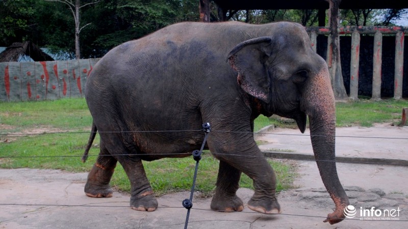 Tình bạn lạ lùng giữa hổ và chó trong khu du lịch Đại Nam - ảnh 10