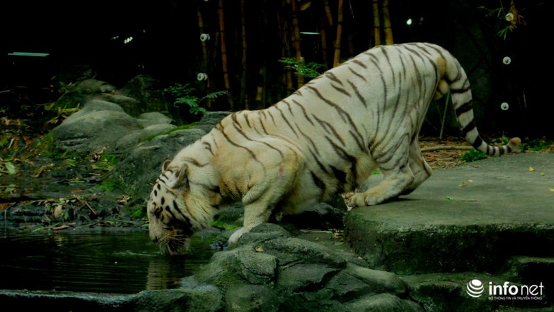 Tình bạn lạ lùng giữa hổ và chó trong khu du lịch Đại Nam - ảnh 8