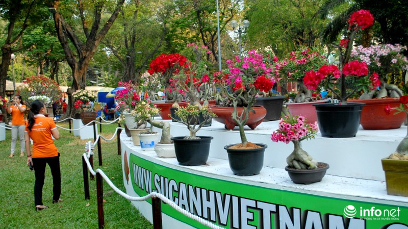 Quân đội kiểm tra gắt gao trước giờ khai mạc Hội hoa xuân - ảnh 7