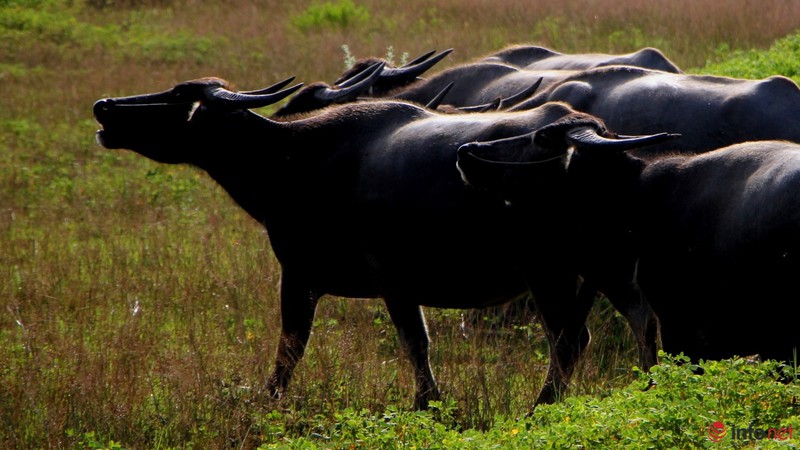 Cảnh yên bình như tranh vẽ dưới chân núi Bà Đen - Tây Ninh - ảnh 14