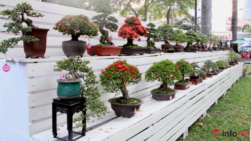 TP.HCM: Khai mạc Hội hoa Xuân, hàng ngàn hiện vật độc đáo được trưng bày - ảnh 14