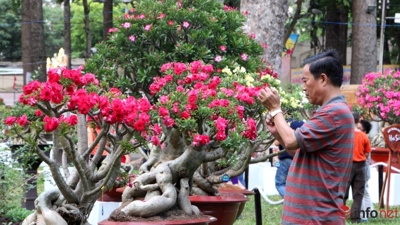 TP.HCM: Khai mạc Hội hoa Xuân, hàng ngàn hiện vật độc đáo được trưng bày - ảnh 22