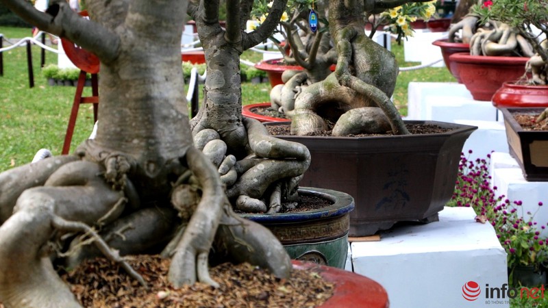 TP.HCM: Khai mạc Hội hoa Xuân, hàng ngàn hiện vật độc đáo được trưng bày - ảnh 8