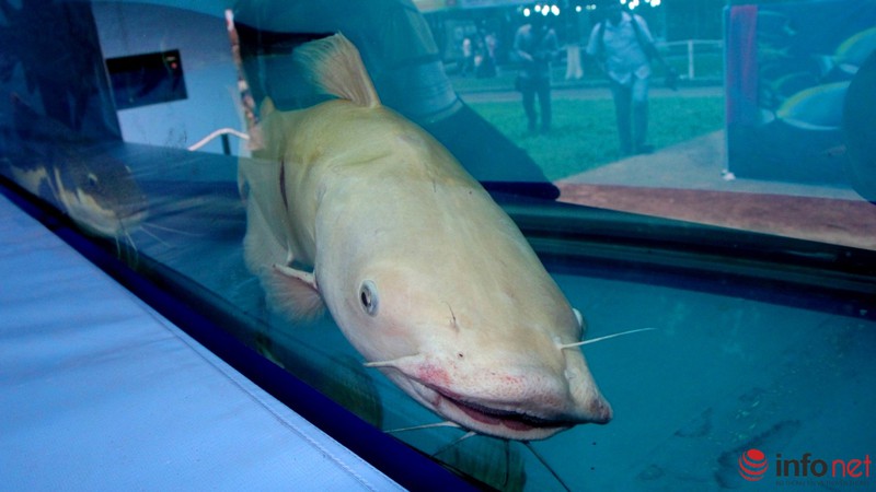 TP.HCM: Khai mạc Hội hoa Xuân, hàng ngàn hiện vật độc đáo được trưng bày - ảnh 20