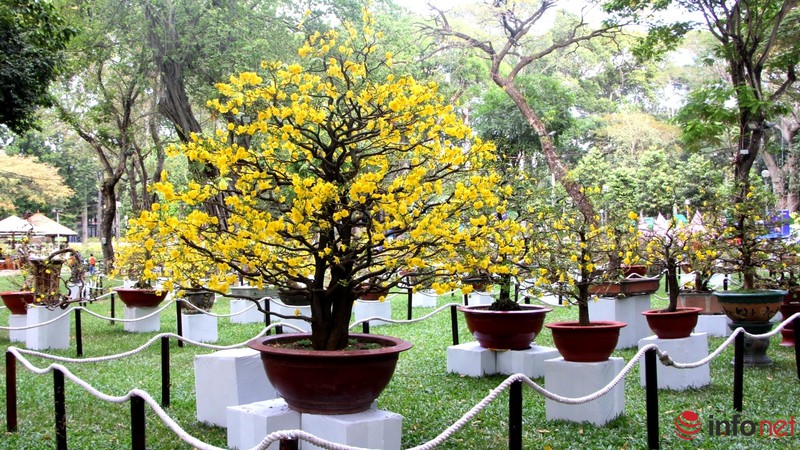 TP.HCM: Khai mạc Hội hoa Xuân, hàng ngàn hiện vật độc đáo được trưng bày - ảnh 11