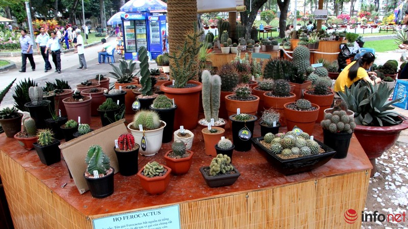TP.HCM: Khai mạc Hội hoa Xuân, hàng ngàn hiện vật độc đáo được trưng bày - ảnh 10