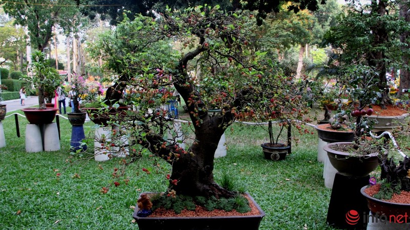 TP.HCM: Khai mạc Hội hoa Xuân, hàng ngàn hiện vật độc đáo được trưng bày - ảnh 12