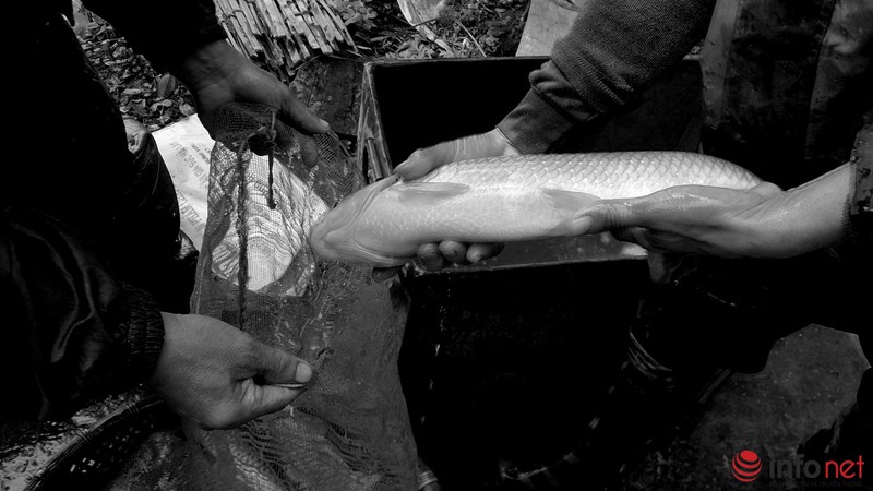 Lội ao bắt cá trong cái rét 11 độ - ảnh 9