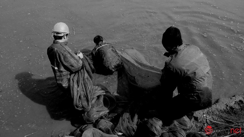 Lội ao bắt cá trong cái rét 11 độ - ảnh 4